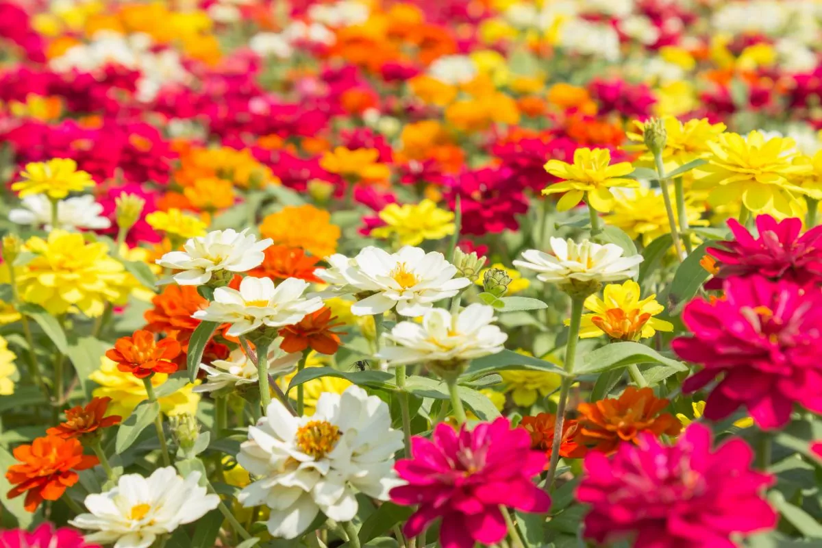 Types of Striking Zinnias Flowers