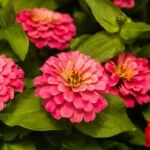 Are Zinnias Perennials How To Make The Most Out Of Zinnia Flowers