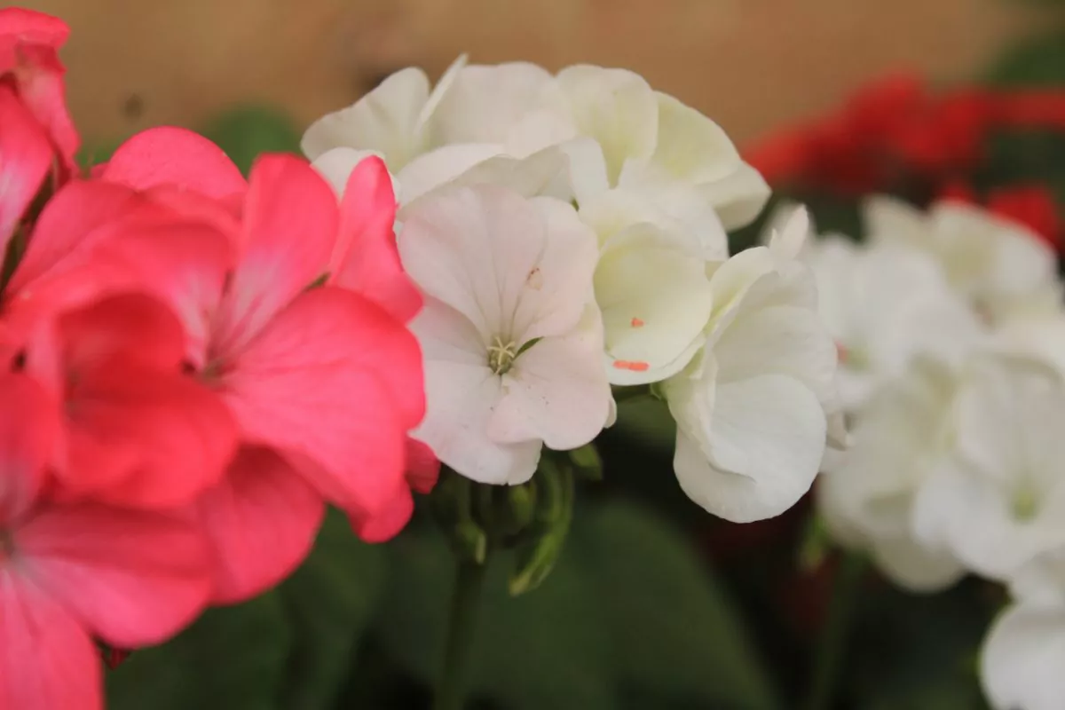 Wax Begonias