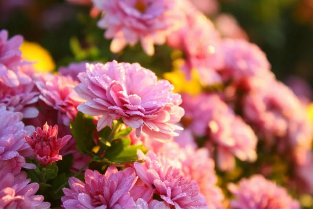 Chrysanthemum Types Of Flowers