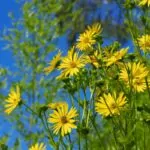 15 Beautiful Tall Perennial Flowers To Add Dimension To Your Garden