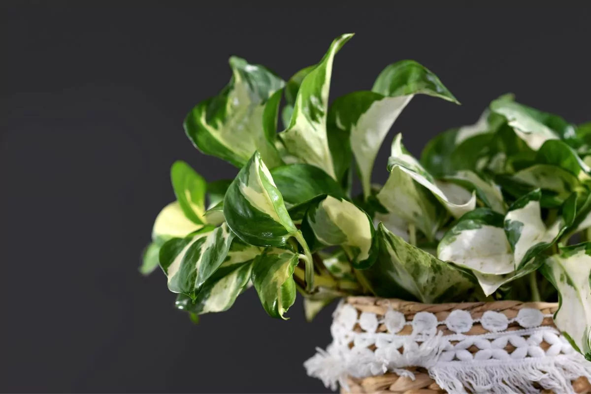 Harlequin Pothos, All You Need To Know 
