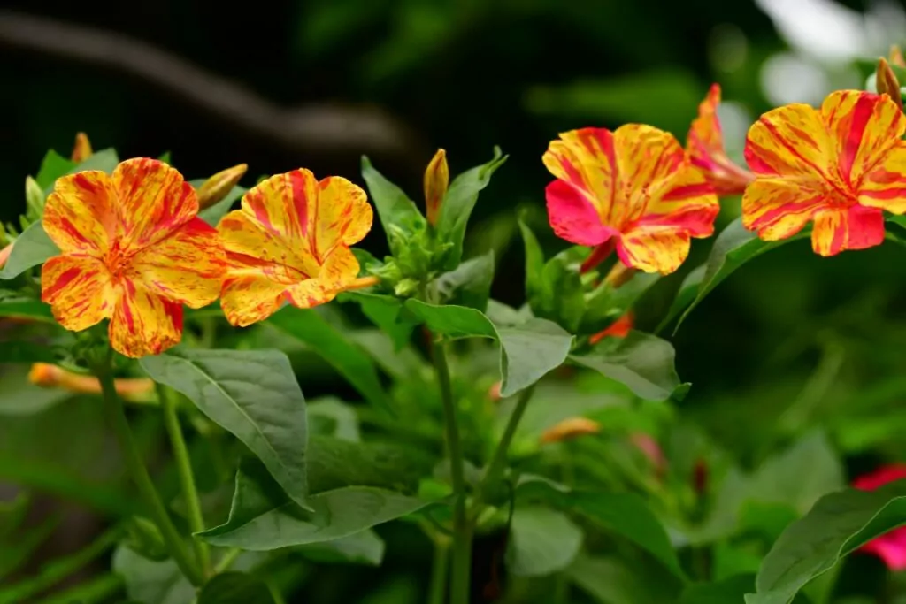 How to Grow and Care for Four O’Clock Flowers 