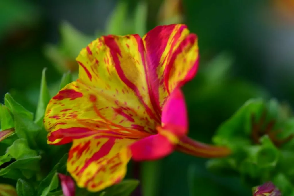 How to Grow and Care for Four O’Clock Flowers