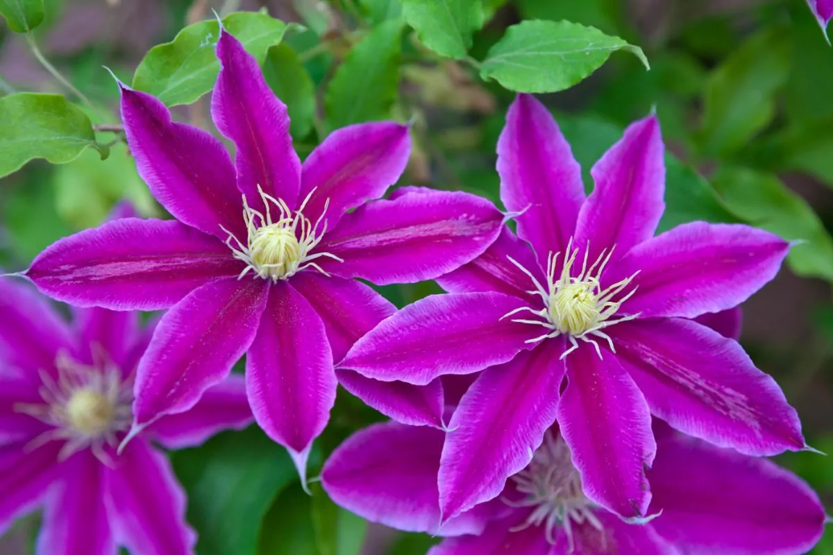 How to Prepare Clematis for Winter and Other Tips
