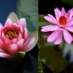 Lotus-Vs-Water-Lily-5-Key-Differences