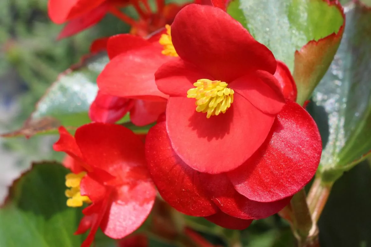 Wax Begonias