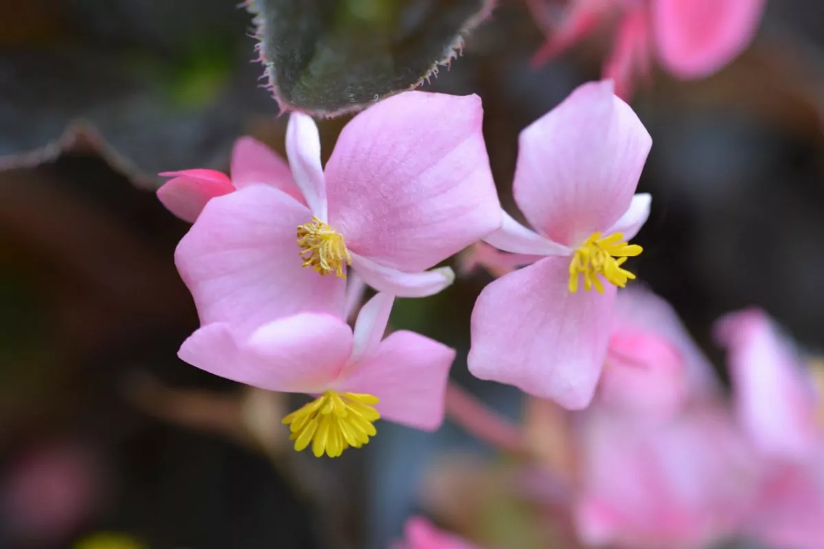 Wax Begonias