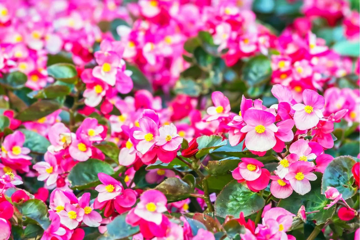 Wax Begonias