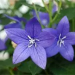 10 Beautiful Types Of Colorful Flowers You May Not Have Seen