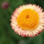 10 Beautiful Types Of Cut Flowers You May Not Have Seen