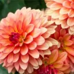 10 Beautiful Types Of Dahlia Flowers You May Not Have Seen 10 Beautiful Types Of Dahlia Flowers You May Not Have Seen