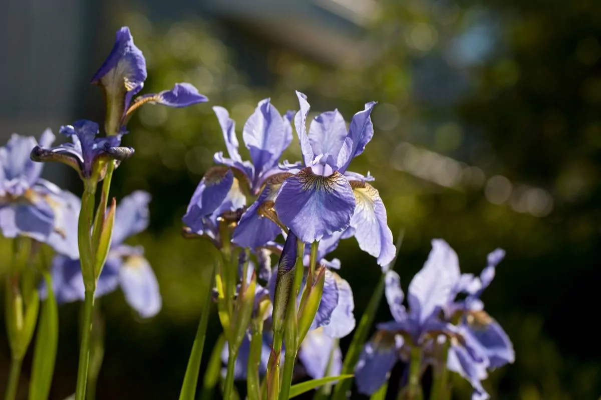 10 Beautiful Types Of Iris Flowers You May Not Have Seen