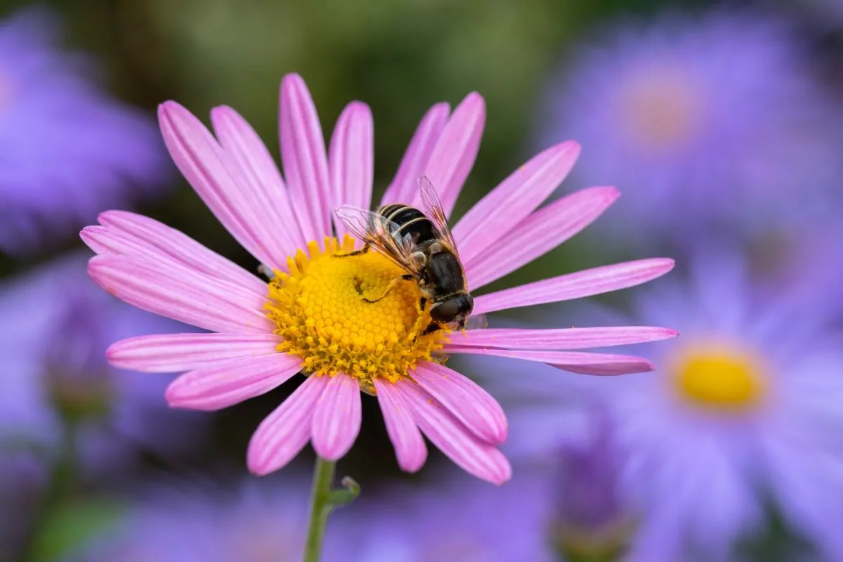 10 Beautiful Types Of Mum Flowers You May Not Have Seen