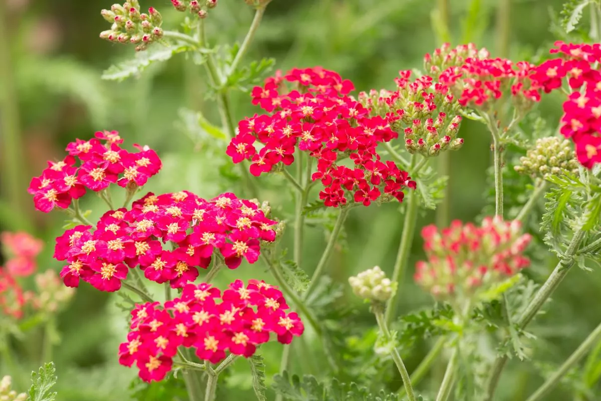 10 Beautiful Types Of Small Flowers You May Not Have Seen
