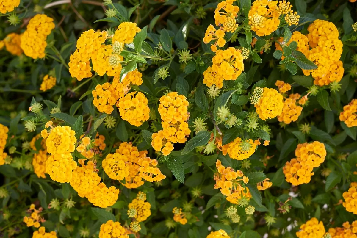 10 Beautiful Types Of Yellow Flowers You May Not Have Seen