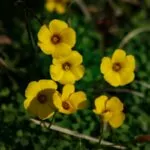 10 Best Yellow Wildflowers In Ohio To Spot On Your Next Adventure