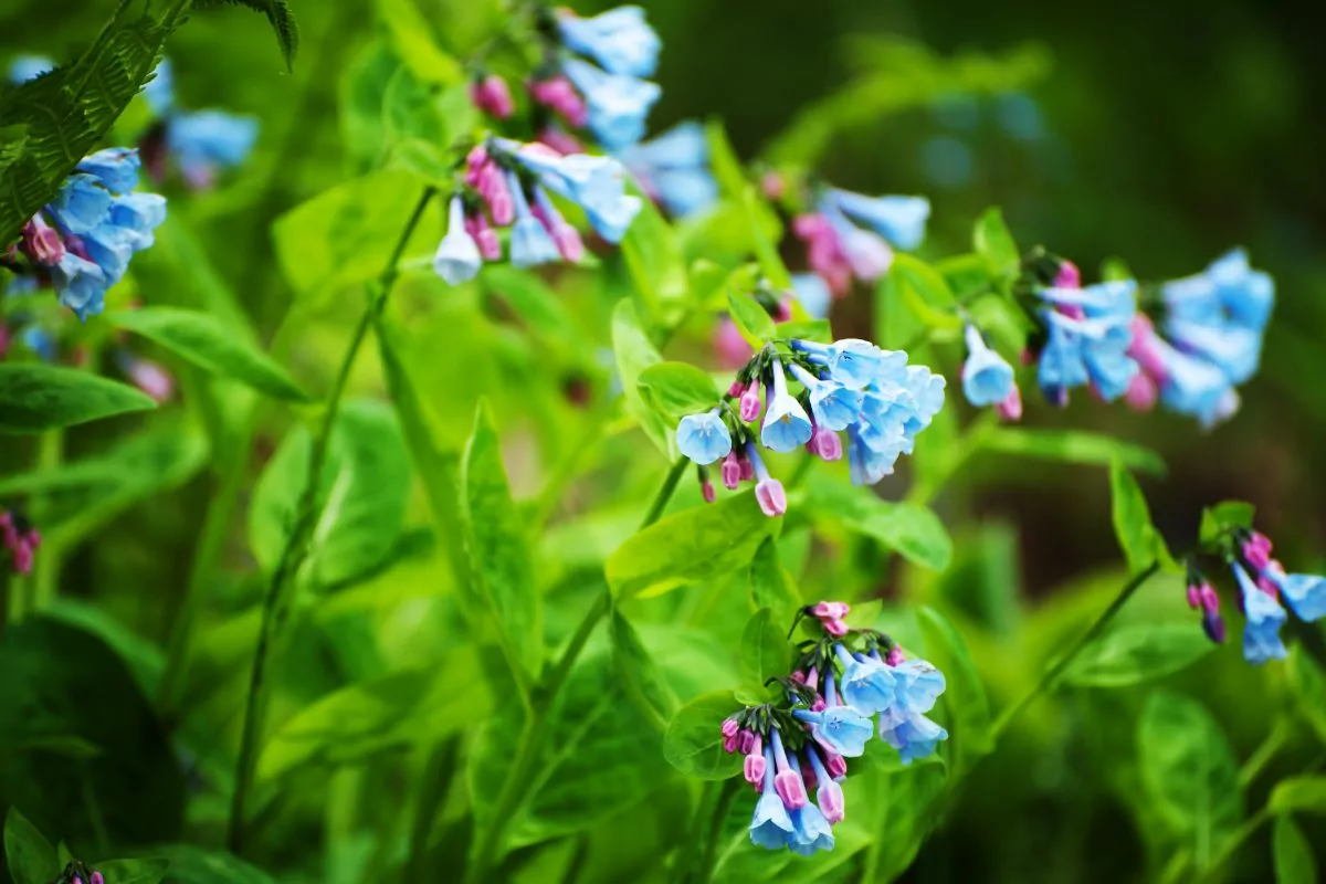 10 Interesting Flowers That Start With V You May Not Know