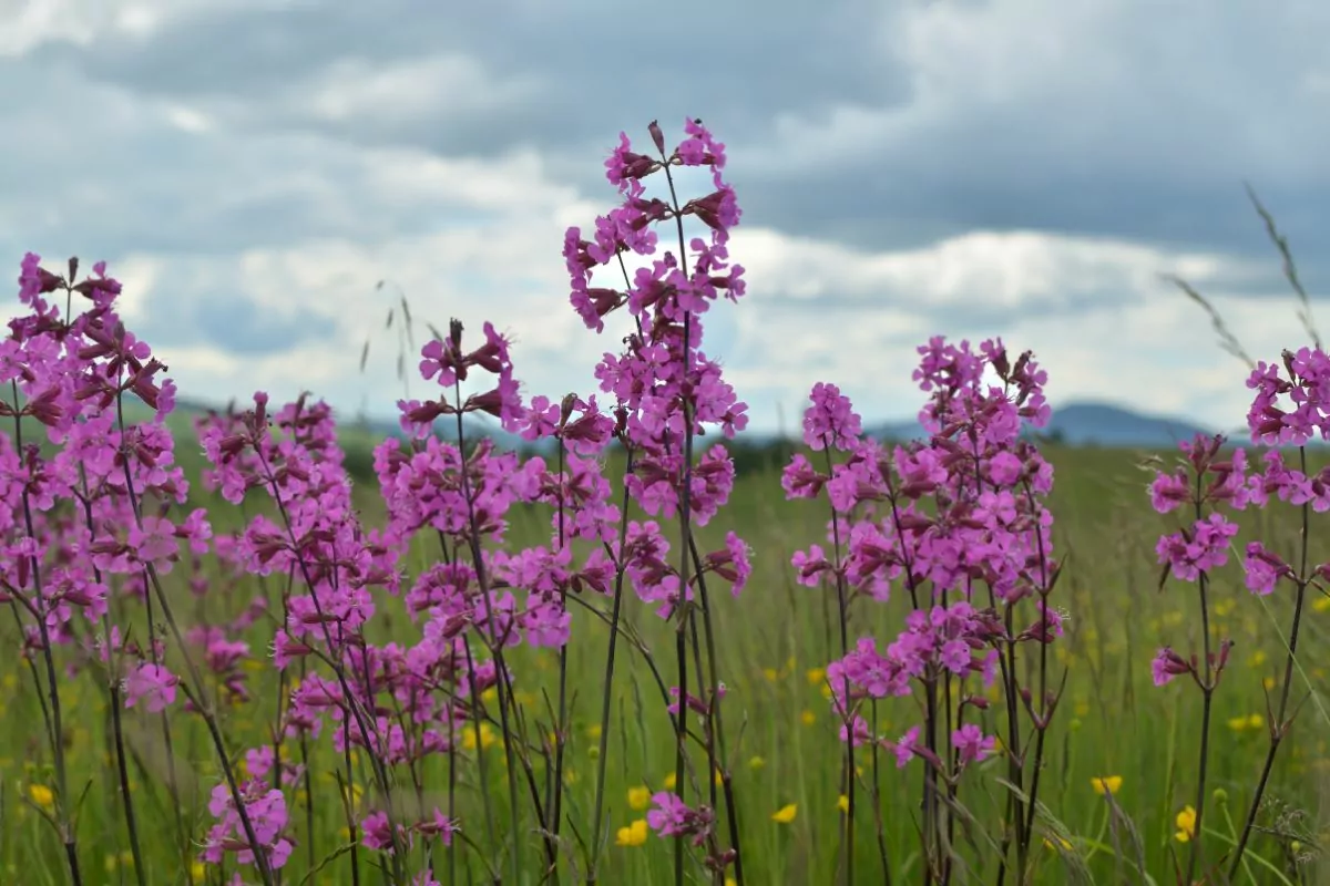 11 Best Pink Wildflowers In Texas To Spot On Your Next Adventure
