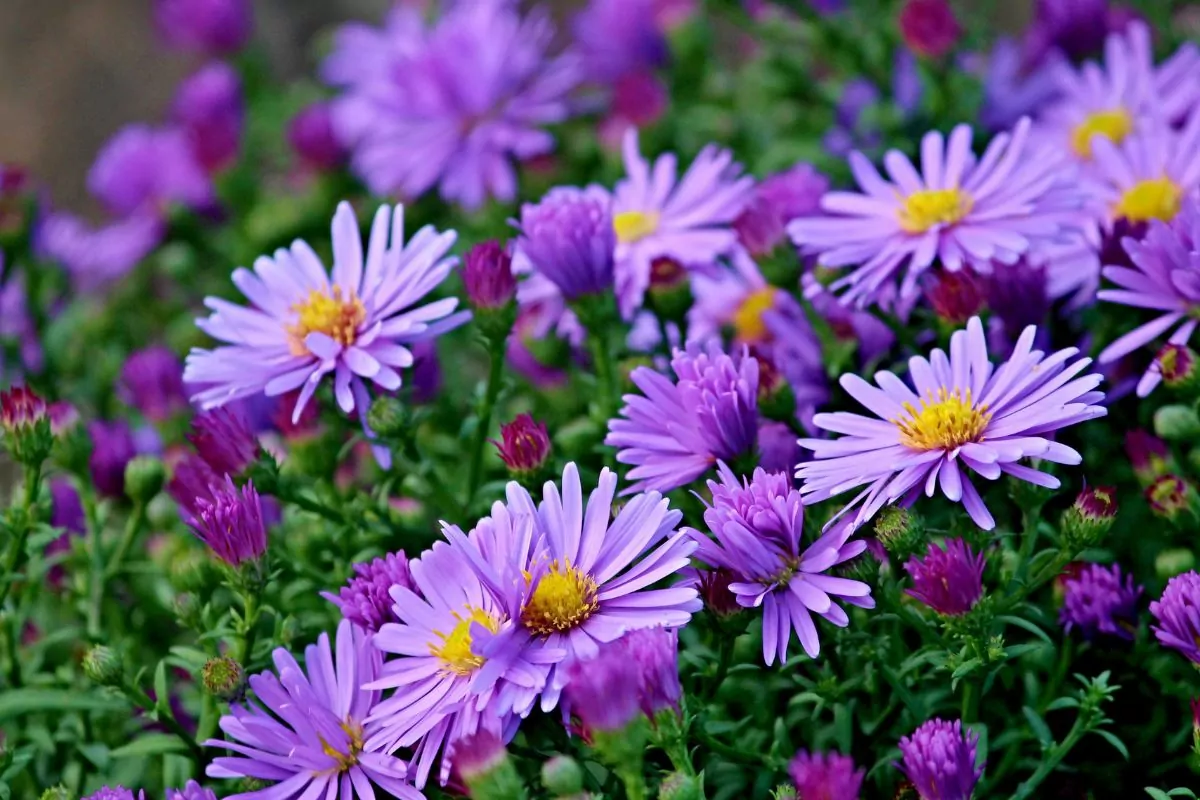 12 Amazing Flowers That Grow In Florida Year Round You Need In Your Life Right Now