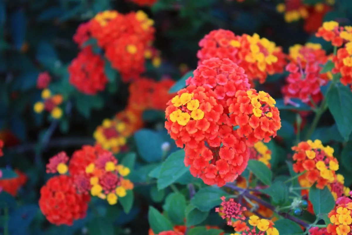 12 Amazing Flowers That Grow Well In Arizona Full Sun You Need In Your Life Right Now