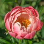 13 Beautiful Types Of Peony Flowers You May Not Have Seen
