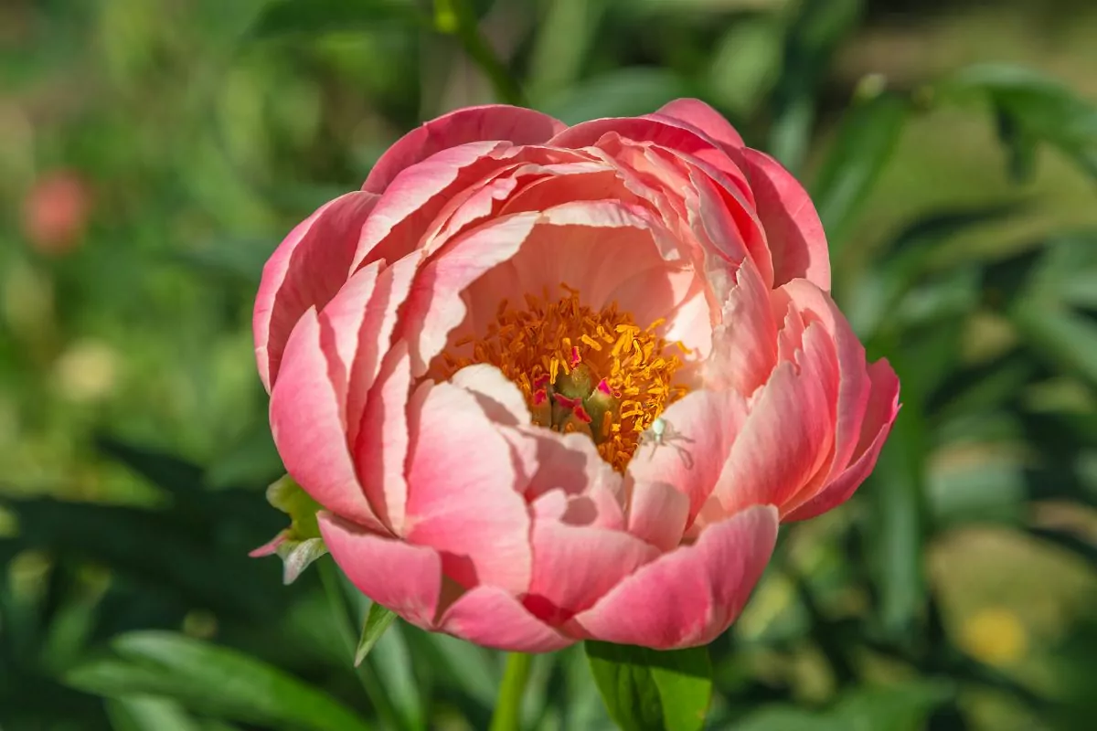 13 Beautiful Types Of Peony Flowers You May Not Have Seen