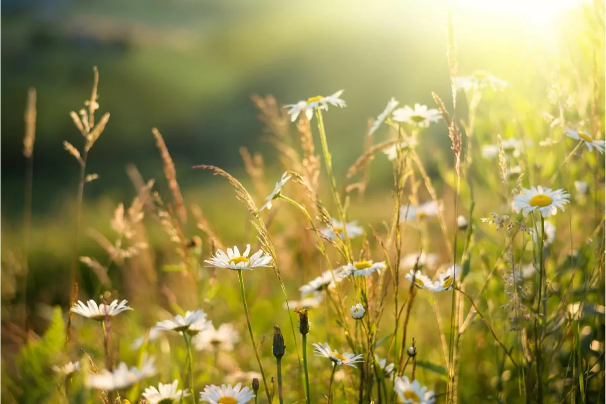 13 Beautiful Types Of Summer Flowers You May Not Have Seen