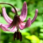 14 Beautiful Types Of Lilies Flowers You May Not Have Seen