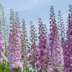 14 Beautiful Types Of Line Flowers You May Not Have Seen