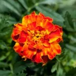 14 Beautiful Types Of Marigolds Flowers You May Not Have Seen