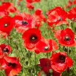 14 Beautiful Types Of Poppy Flowers You May Not Have Seen 14 Beautiful Types Of Poppy Flowers You May Not Have Seen
