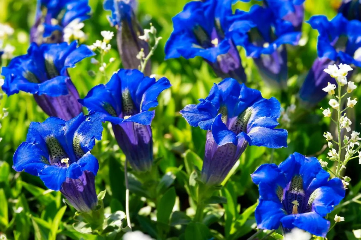 15 Amazing Flowers That Grow In Rocks You Need In Your Life Right Now