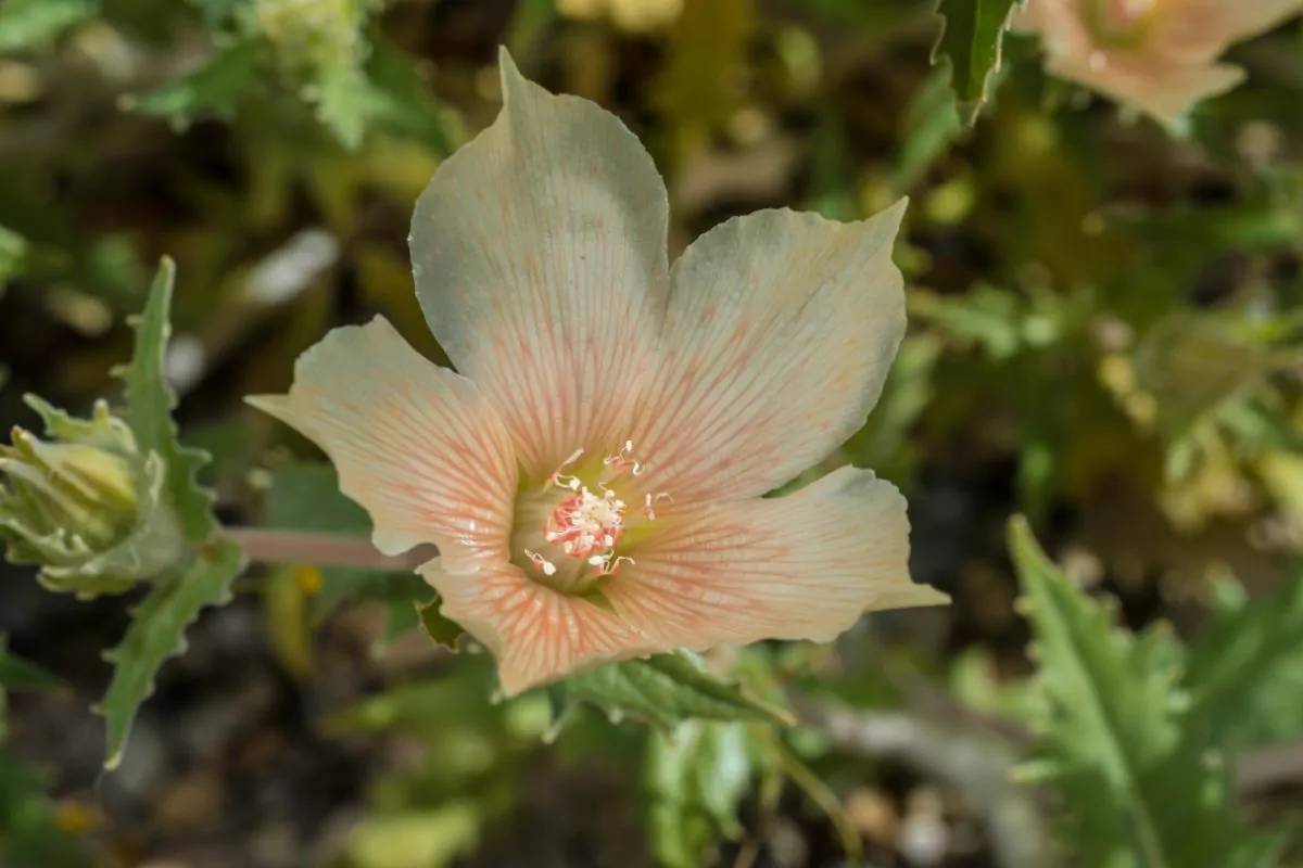 15 Best Joshua Tree Wildflowers To Spot On Your Next Adventure