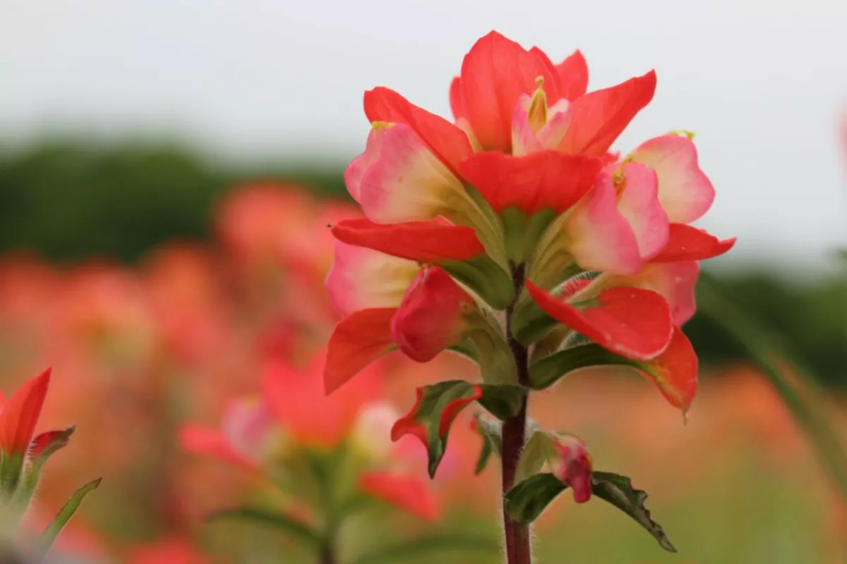 15 Best Mt Rainier Wildflowers To Spot On Your Next Adventure