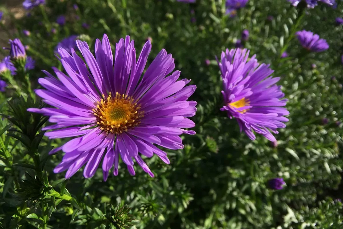 15 Best New England Wildflowers To Spot On Your Next Adventure