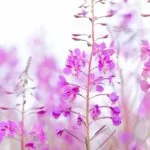 16 Best Wildflowers Pennington To Spot On Your Next Adventure
