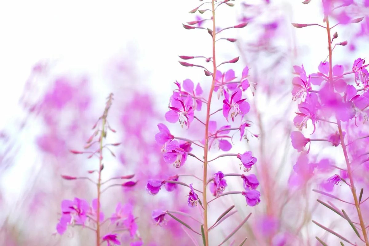 16 Best Wildflowers Pennington To Spot On Your Next Adventure