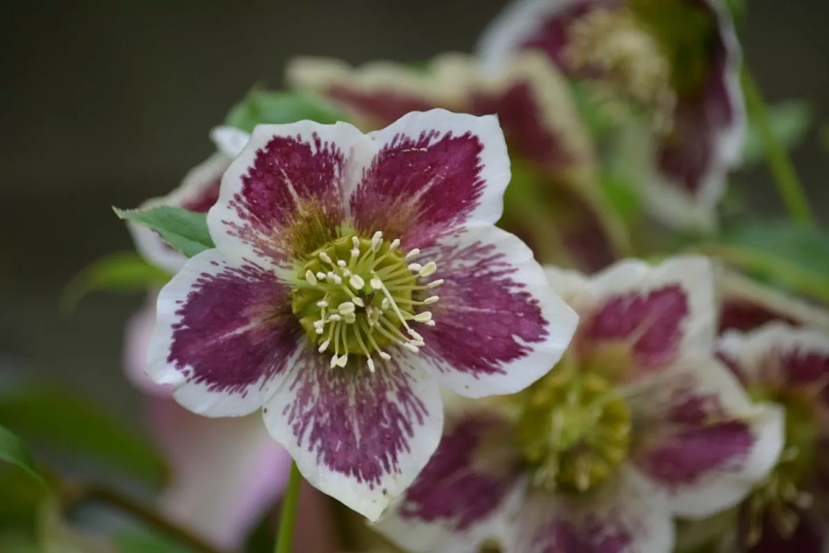 18 Amazing Flowers That Bloom In April You Need In Your Life Right Now