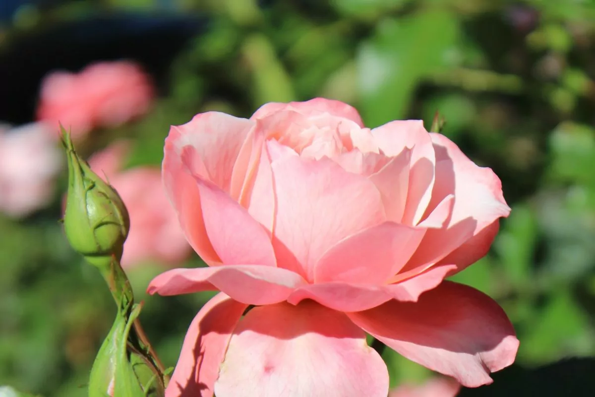 20 Beautiful Types Of Roses Flowers You May Not Have Seen
