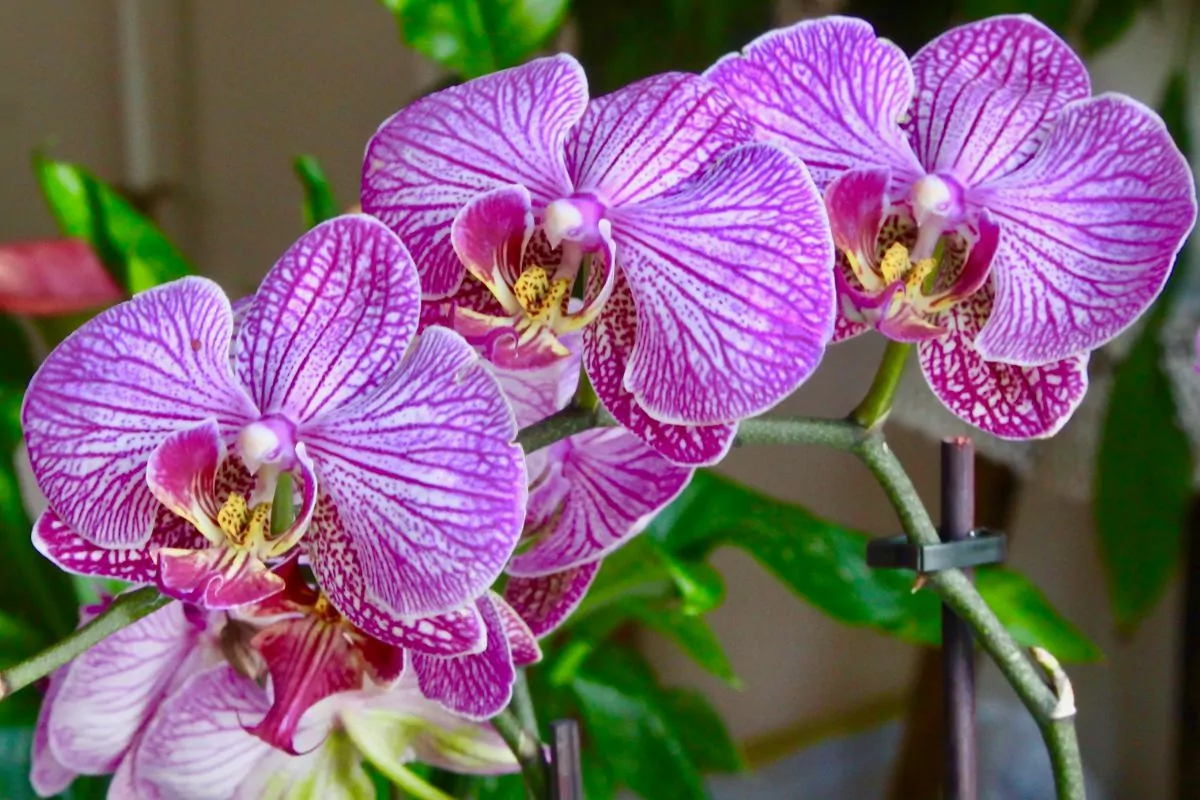 Types Of Indoor Orchids