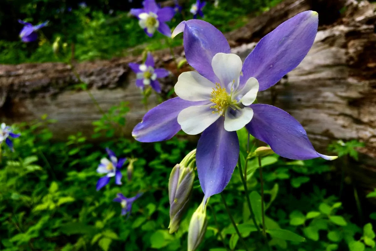 23 Best Wildflowers In Flagstaff To Spot On Your Next Adventure