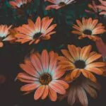 29 Types Of Daisies And How to Grow Them (+ Pictures)