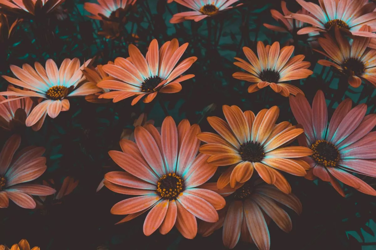 29 Types Of Daisies And How to Grow Them (+ Pictures)