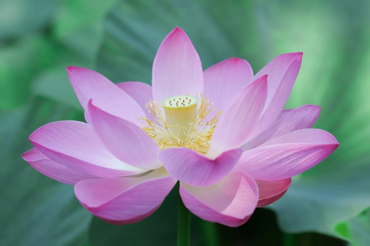 5 Beautiful Types Of Lotus Flowers You May Not Have Seen