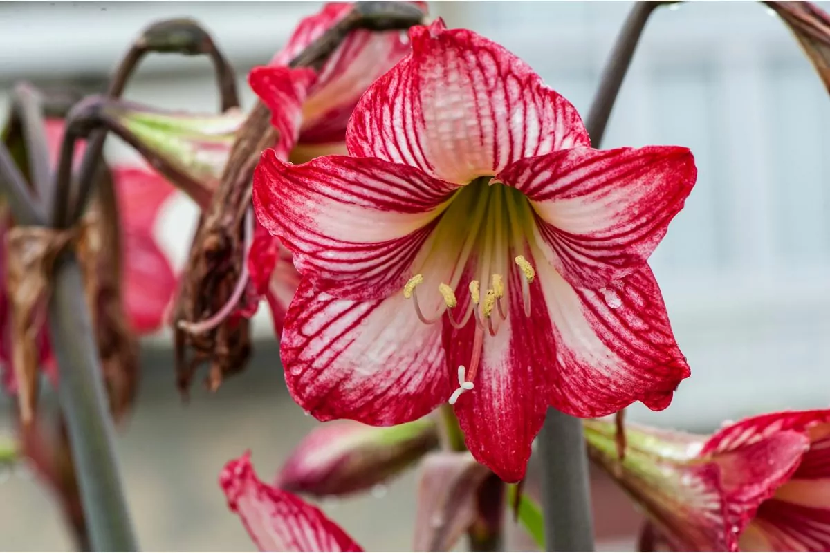 5 Beautiful Types Of Trumpet Flowers You May Not Have Seen