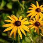 8 Amazing Flowers That Grow In Texas You Need In Your Life Right Now