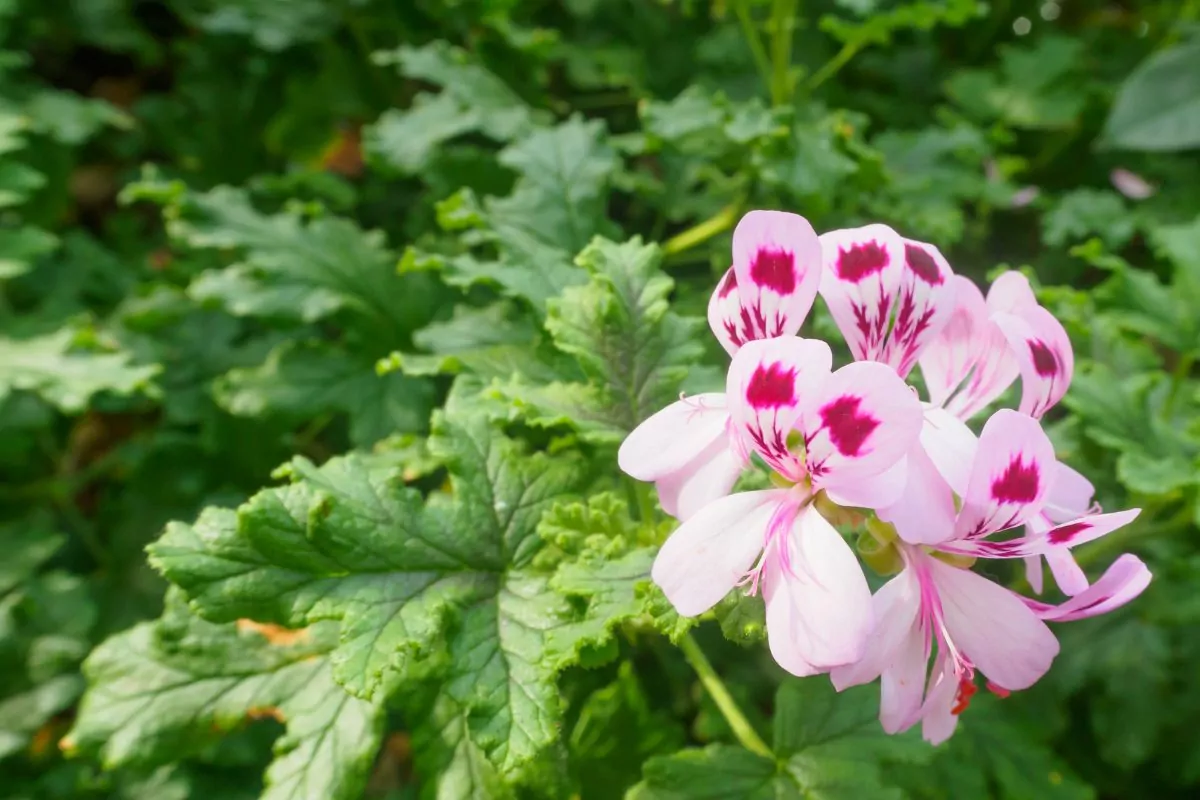 8 Beautiful Types Of Impatiens Flowers You May Not Have Seen
