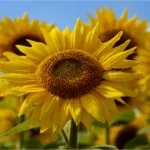 9 Amazing Hacks For Growing Giant Sunflowers
