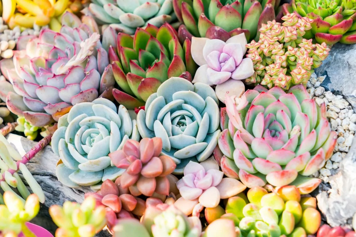9 Beautiful Types Of Succulents With Flowers You May Not Have Seen